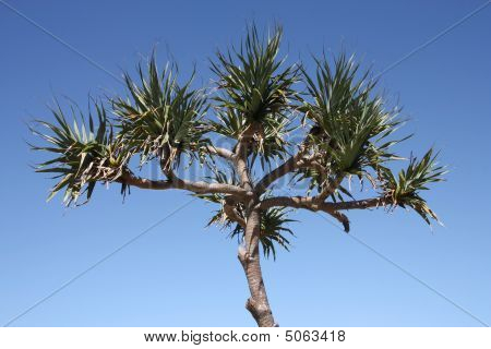 Kål träd Palm