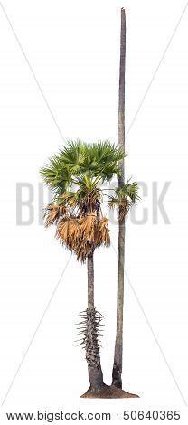 Sugar Palm Tree Isolated
