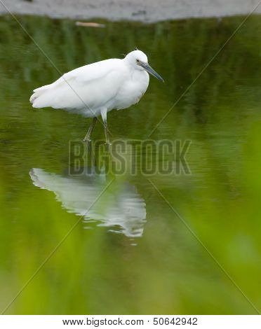 Snowy Egret