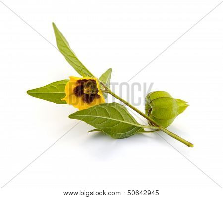 Virginia Ground Cherry
