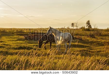 Two horses at sunset