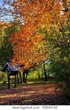 Fall Colors