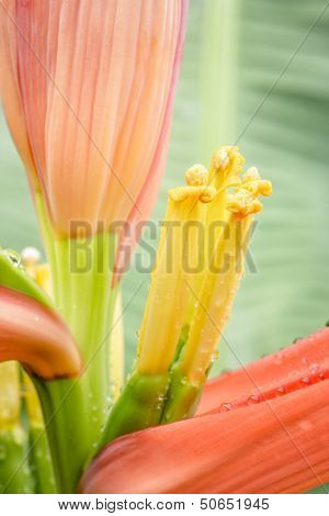 Banana Flower.