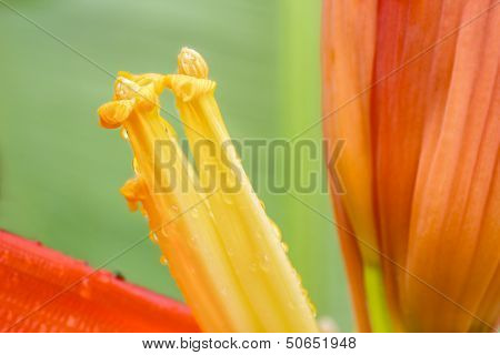 Closeup Banana Flower.