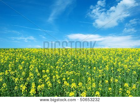 Canola Flower