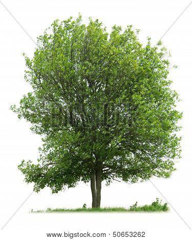 Tree Isolated On White Background