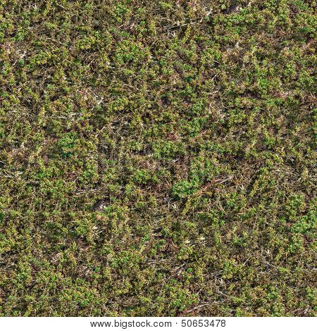 Seamless Texture of Coastal Steppe Vegetation .