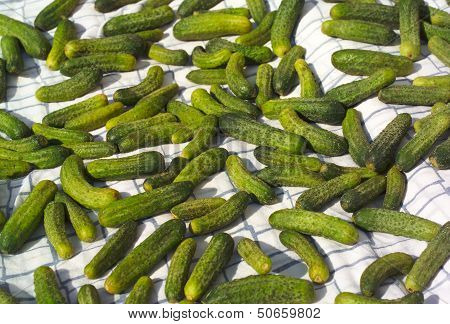 cucumbers