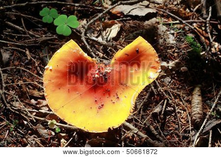 Red Poisoned Mushroom Growing In The Summer Forest