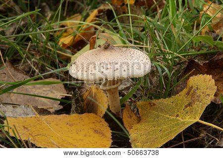 Lepiota. Seta between poplar leaves.