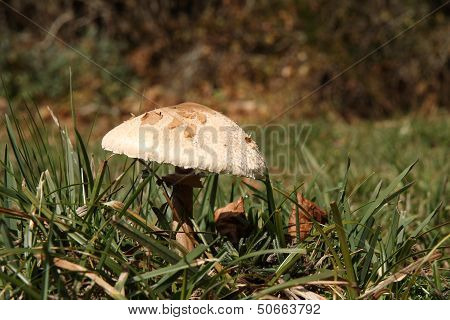 Lepiota in the grass.