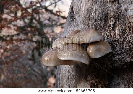 Oudemansiella mucida.