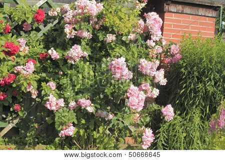 Flowering Climbing Rose