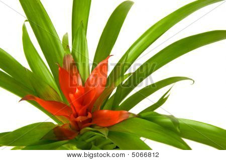 Guzmania Minor Rondo
