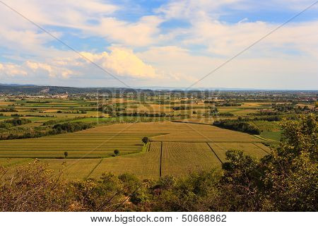 Cornfield