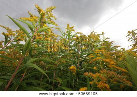 Yellow Buddleja Image & Photo (Free Trial) | Bigstock