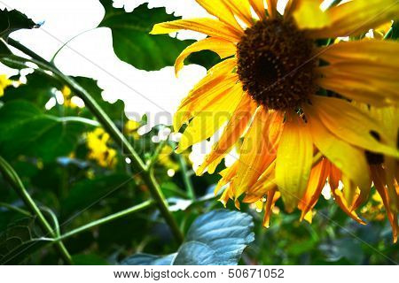 Sunflower