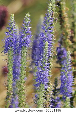 Spiked Speedwell