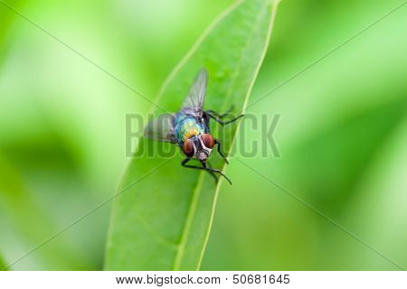 Colorful Fly