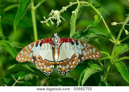 White Lady Swallowtail Butterfly Caught By A Crab Spider