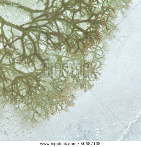 Icy Plants
