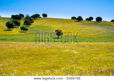花とオリーブの木。
