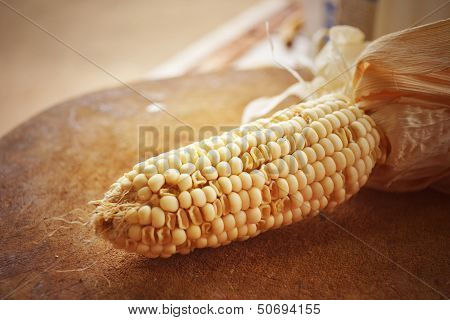 Corn Seeds.