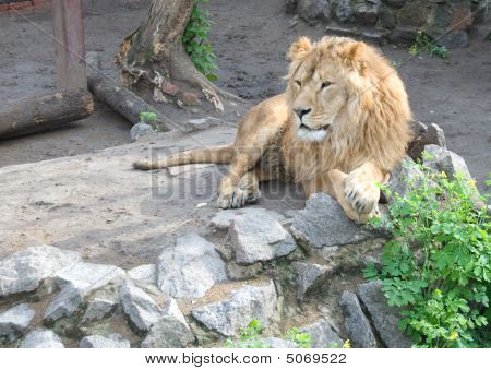 Löwe