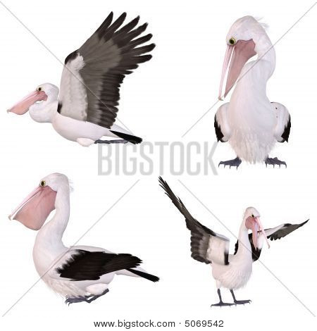 Pelikán australský