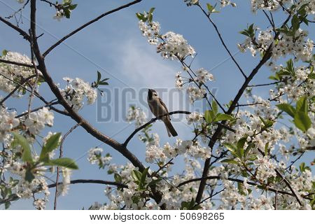 birdie