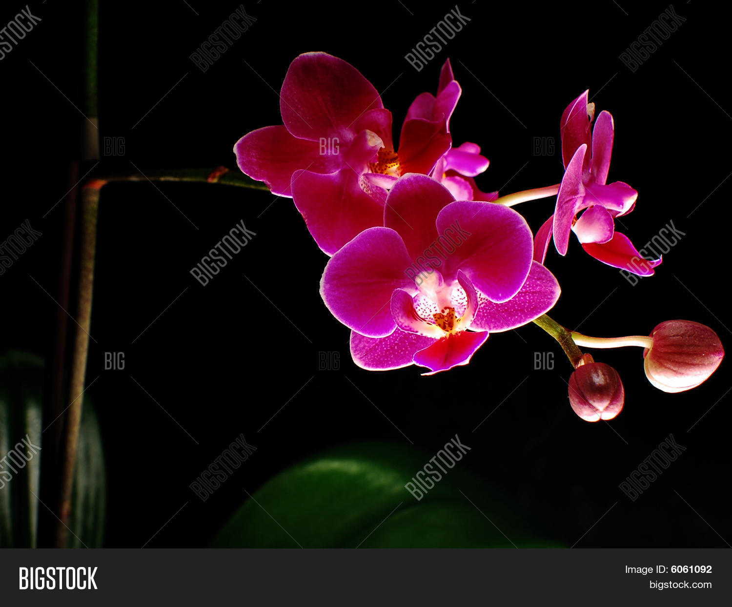 Image Preview