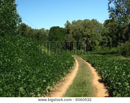 Kudzu บันทึก