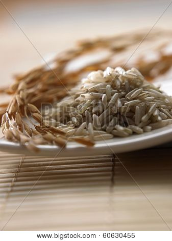 Close up paddy and brown rice 