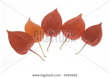Viisi Physalis kukkia