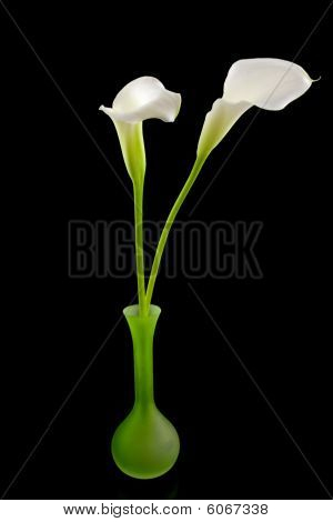 Blanco Calla Lilly flores en florero verde