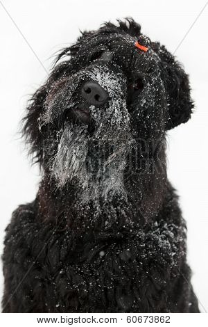Black Terrier With Muzzle In The Snow