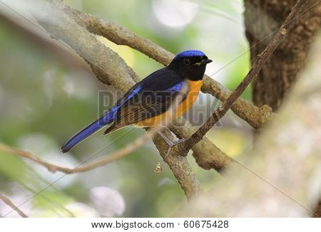 Male Rufous-bellied Niltava (niltava Sundara)