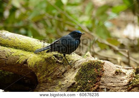 Male White-tailed Robin (cinclidium Leucurum)