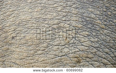 Rhino Skin Texture