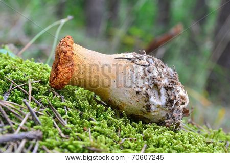 Hydnum Rufescens