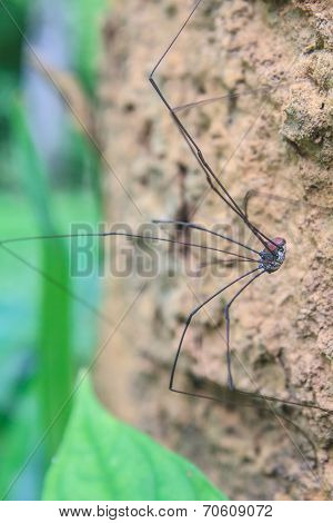Harvestman Spider Or Daddy Longlegs Close Up On Tree