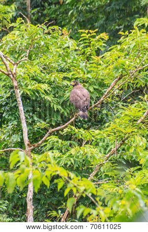 Crested Serpent Eagle Resting On A Perch