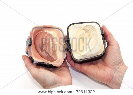 Artificial Ear Final Product With Negative Plaster