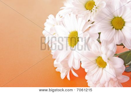 เวอร์ฟิลด์สีขาวบนพื้นหลังสีส้ม