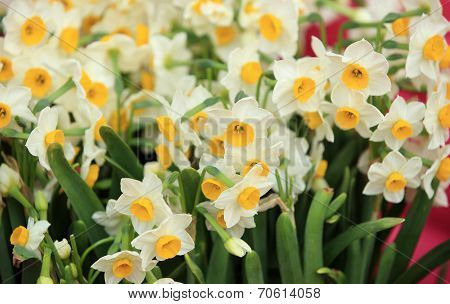 narcissus flowers