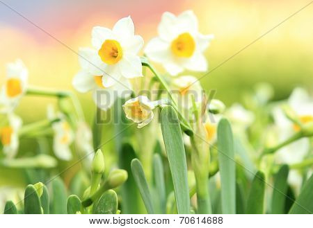 narcissus flowers