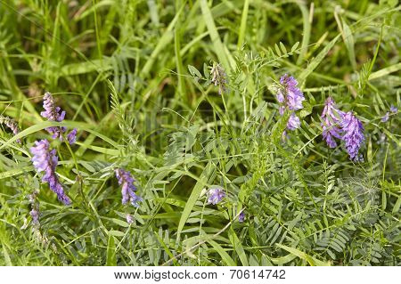 Flora - Pink-colored Vetch