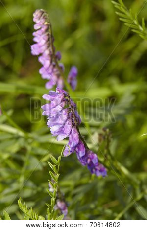 Flora - Pink-colored Vetch