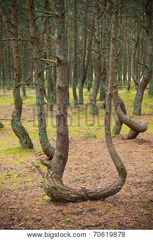 Dancing forest.