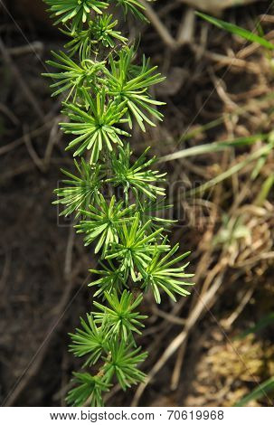 Larch Tree